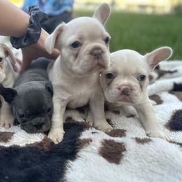 French Bulldog Puppies from Jasmine McMurtry