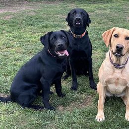 Labrador Retrievers from River Valley Retrievers