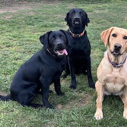 Labrador Retrievers from River Valley Retrievers
