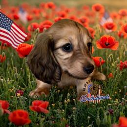 AFDs Millie - Cream female Dachshund puppy in Waverly, Ohio from Always Faithful Dachshunds