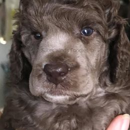 Poodle Puppies from Silberhund's Poodles