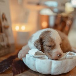 Crossword - Red merle male Aussiedoodle puppy in Inman, South Carolina from Dark Corner Doodles