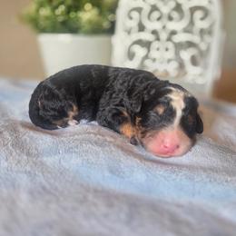 Cash - Tri-color male Bernedoodle puppy in Eagle Mountain, Utah from Fur Real Puppies.