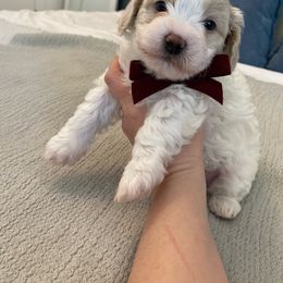 Bernedoodle, Boxer, Goldendoodle, Havapoo, and Poodle Puppies from Lady Paws Puppies