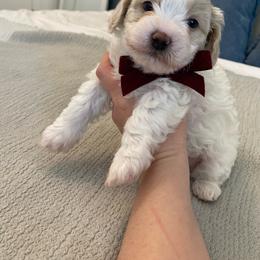Bernedoodle, Boxer, Goldendoodle, Havapoo, and Poodle Puppies from Lady Paws Puppies