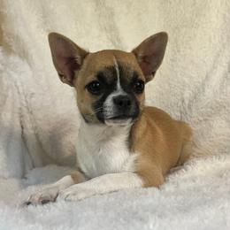 Nick (neutered) - Black sabled fawn male Chihuahua puppy in Seneca, Missouri from Stephanie’s Puppy Colony