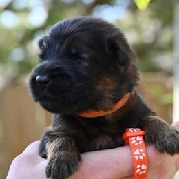 Anakin - Sable male German Shepherd puppy in Canton, Texas from WILDWOOD GERMAN SHEPHERDS