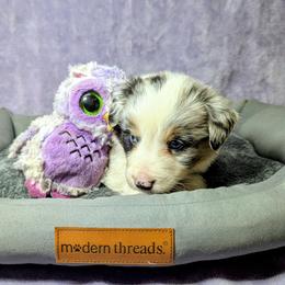 Australian Shepherd and Great Dane Puppies from AEW Farm
