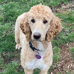 Poodles from Poodles of Hope