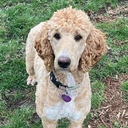Poodles from Poodles of Hope