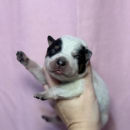 Timothy - Blue speckled male Australian Cattle Dog puppy in Rosharon, Texas from 4Surge Cattle Dogs