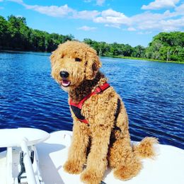 Mel - Goldendoodle
