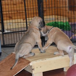 Great Dane Puppies from Tioli Great Danes