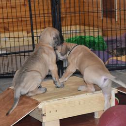 Great Dane Puppies from Tioli Great Danes
