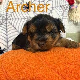 Archer (AKC Tiny) - Black and tan male Yorkshire Terrier puppy in Fairview, West Virginia from Prims Puppies LLC