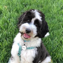 Australian Labradoodles from FernRidge