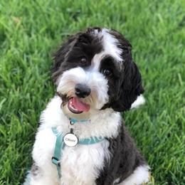 Australian Labradoodles from FernRidge
