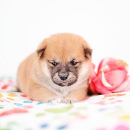 Apple Pie -FULL AKC REGISTRATION- - Red female Shiba Inu puppy in Neosho, Missouri from Kenny Cave K9s