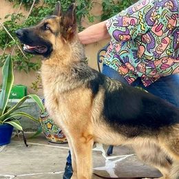 German Shepherds from Covy-Tucker Hills German Shepherds