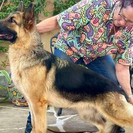 German Shepherds from Covy-Tucker Hills German Shepherds