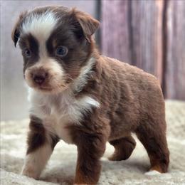 Penny - Red tri female Miniature Australian Shepherd puppy in Artois, California from Aloe Aussies