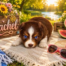 Rachel - Red & white female Miniature Australian Shepherd puppy in Lubbock, Texas from Baby Storm Kennels
