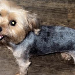 Rottweilers and Yorkshire Terriers from Amazing Companions Kennel
