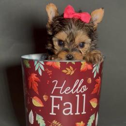 Sabina - Black and gold female Yorkshire Terrier puppy in San Diego, California from BC Breeders Association