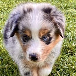Australian Shepherds from Green Swamp Farms