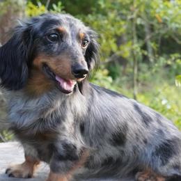 Teagan - Dachshund
