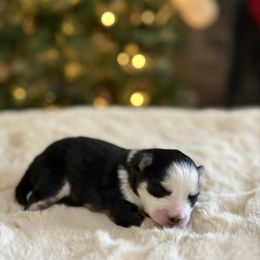 Frost - Black and white male Pomsky puppy in Whittier, California from Legendary Pomskies