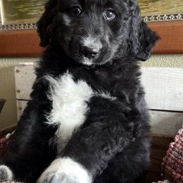 Pyredoodle Puppies from Perfect Pyredoodles