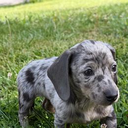 Bell - Dapple female Dachshund puppy in Turtletown, Tennessee from Stachia’s C4 Dachshunds