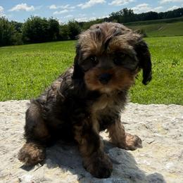 Jessie - Sable female Cockapoo puppy in Holton, Indiana from MoonShine Babies