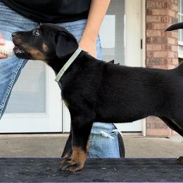 Caravan - Black and rust Beauceron puppy in Haslet, Texas from Wanderlust Beaucerons
