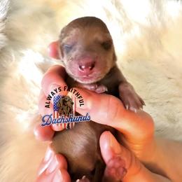 AFDs - Red female Dachshund puppy in Waverly, Ohio from Always Faithful Dachshunds