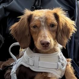 Verny - Dachshund