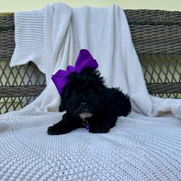 Dorthy - Black female Poodle puppy in Lancaster, Missouri from Cavapoo Acres