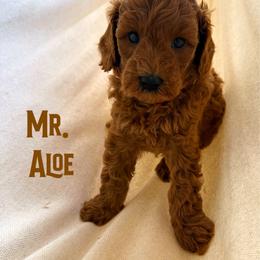 Mr. Aloe - Red male Cavapoo puppy in Sacramento, California from Dandy Doodles Goldendoodles