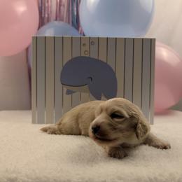 Dachshund Puppies from Hot Diggity Doxies of Dothan