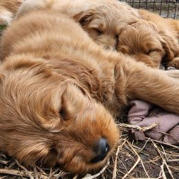 Goldendoodle and Newfoundland Puppies from Deep Canyon Puppies