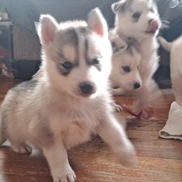 Siberian Huskies from Husky Ranch