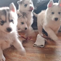 Siberian Huskies from Husky Ranch