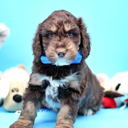 Blue collar - Liver white and tan English Springer Spaniel puppy in Kendall, New York from Family Raised Doodles