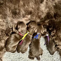 Gouda - Chocolate female Australian Labradoodle puppy in Morgan Hill, California from Loving Labradoodles