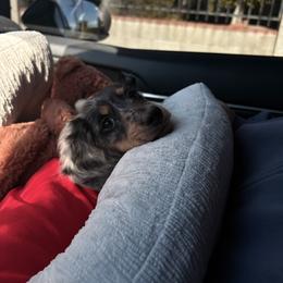 Dachshund Puppies from Mini Dachshunds