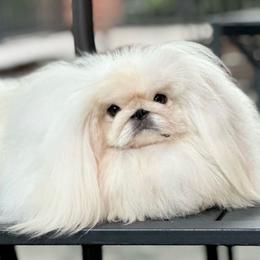 Parker - Pekingese