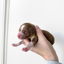 Fig - Apricot male Goldendoodle puppy in Independence, Oregon from Ankeny Doodles
