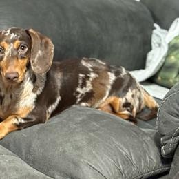 Pebbles Roo - Dapple female Dachshund puppy in Corbin, Kentucky from Steele Half Acre Homestead