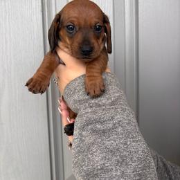 Lucille - Sable female Dachshund puppy in Converse, Texas from JP's South Texas Dachshunds
